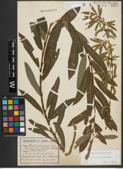 Foto von Salix purpurea L. x Salix viminalis L.